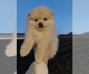Pomeranian Puppy for sale in ROSEVILLE, CA, USA