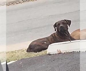 American Staffordshire Terrier-Unknown Mix Dogs for adoption in San Antonio, TX, USA