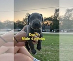 Small #5 Great Dane