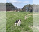 Puppy Elaine Wire Fox Terrier
