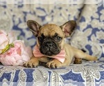 Small Photo #8 French Bulldog Puppy For Sale in CHRISTIANA, PA, USA