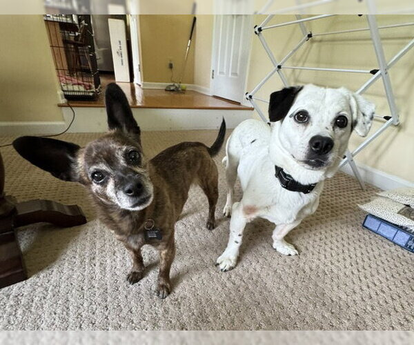 Medium Photo #2 Chiweenie Puppy For Sale in Rockaway, NJ, USA