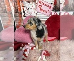Small Photo #15 Australian Shepherd Puppy For Sale in NEW BRAUNFELS, TX, USA