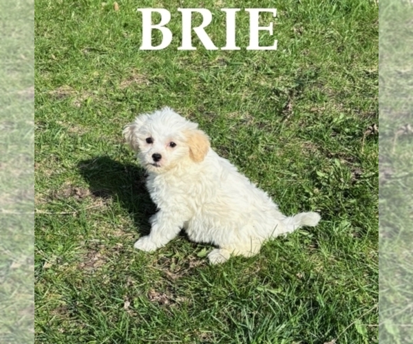 Medium Photo #1 Shih-Poo Puppy For Sale in HARTLAND, MN, USA