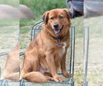 Small #4 Catahoula Leopard Dog Mix