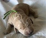 Small #6 Goldendoodle