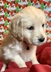 Small Photo #8 Golden Retriever Puppy For Sale in MORGANTOWN, IN, USA