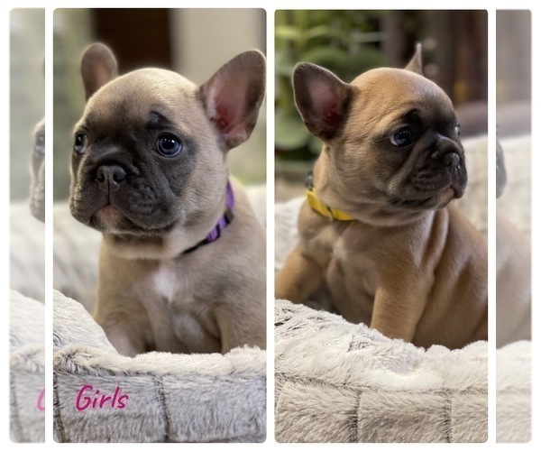 Medium Photo #2 French Bulldog Puppy For Sale in MISSION HILLS, CA, USA