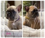 Small Photo #2 French Bulldog Puppy For Sale in MISSION HILLS, CA, USA