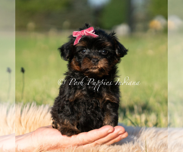 Medium Photo #7 Maltipoo (Miniature) Puppy For Sale in WARSAW, IN, USA