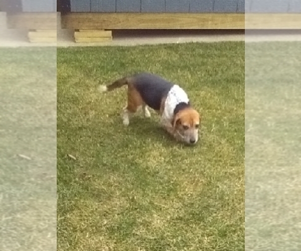 Medium Photo #1 Beaglier Puppy For Sale in MILLERSBURG, OH, USA
