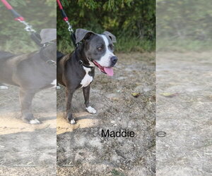 Maddie - Female American Pit Bull Terrier-Unknown Mix Dog for Adoption - Photo #2