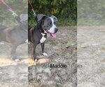 Small Photo #2 American Pit Bull Terrier-Unknown Mix Puppy For Sale in Farmerville, LA, USA