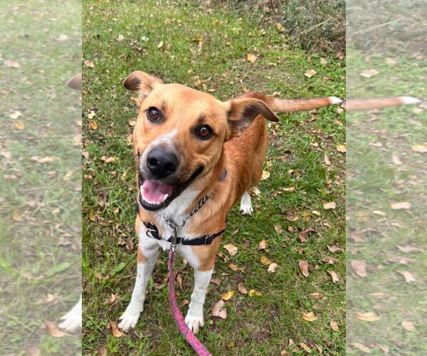 Medium Photo #2 Labrador Retriever-Red Heeler Mix Puppy For Sale in Williamsburg, IA, USA