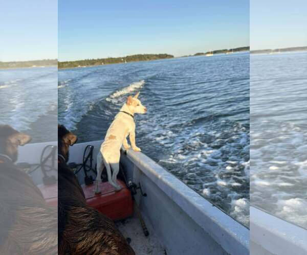 Medium Photo #2 Mutt Puppy For Sale in pomfret, CT, USA