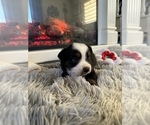 Small Photo #47 Miniature Australian Shepherd Puppy For Sale in QUINCY, CA, USA