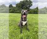 Small #3 American Pit Bull Terrier-Labrador Retriever Mix