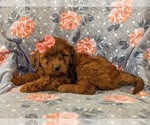 Small Photo #5 Irish Doodle Puppy For Sale in PEACH BOTTOM, PA, USA