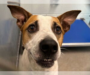 Rat Terrier-Unknown Mix Dogs for adoption in Tavares, FL, USA