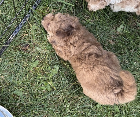 Medium Photo #6 Aussiedoodle-Labradoodle Mix Puppy For Sale in WAYNESFIELD, OH, USA
