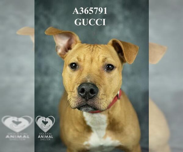 Medium Photo #2 Mutt Puppy For Sale in Stockton, CA, USA