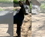 Small #6 Mutt