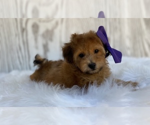 Poodle (Toy) Puppy for sale in PORTERVILLE, CA, USA