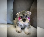 Small Photo #5 Schnauzer (Miniature) Puppy For Sale in HESPERIA, CA, USA