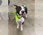 Small #1 Bull Terrier Mix