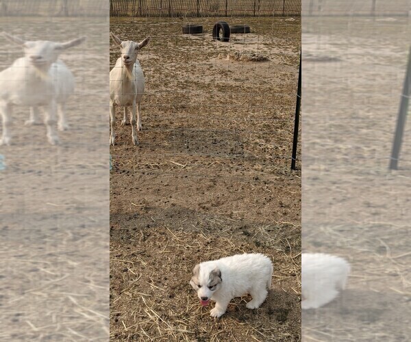 Medium Photo #14 Great Pyrenees Puppy For Sale in FALCON, CO, USA