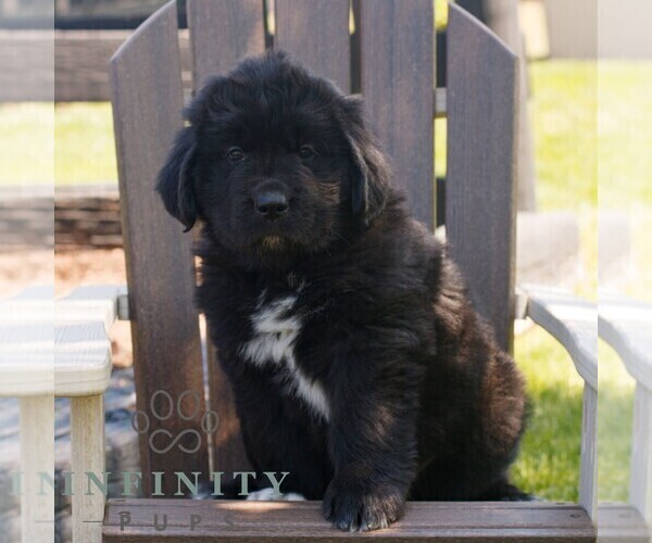 Medium Photo #1 Newfoundland Puppy For Sale in KINZERS, PA, USA