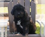 Small Photo #1 Newfoundland Puppy For Sale in KINZERS, PA, USA
