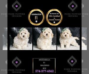 Maltipoo Puppy for sale in WARSAW, IN, USA