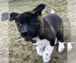 Small Photo #9 Akita Puppy For Sale in BIRON, WI, USA