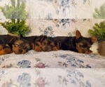 Puppy Puppy 2 Yorkshire Terrier