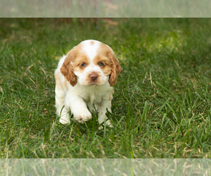 Cocker Spaniel Puppy for sale in NAPPANEE, IN, USA