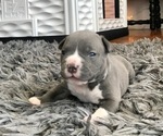 Small Photo #6 American Bully Puppy For Sale in NIXA, MO, USA