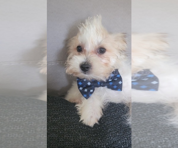 Medium Photo #1 Morkie Puppy For Sale in OTTAWA, OH, USA