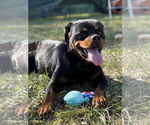 Small #2 Rottweiler