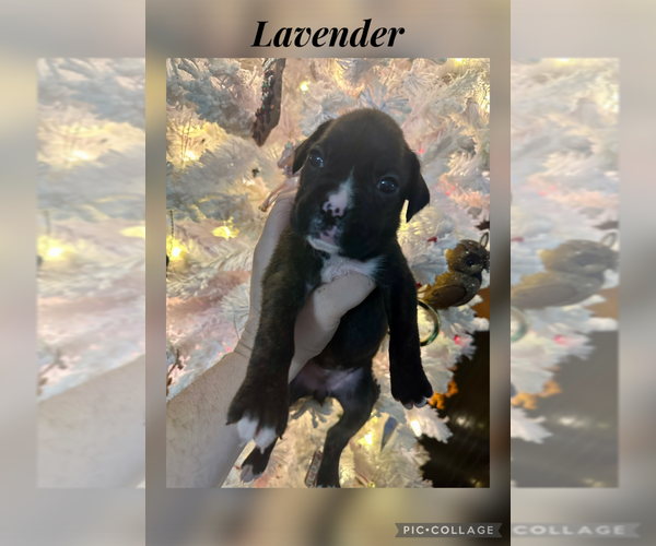 Medium Photo #3 Boxer Puppy For Sale in RALEIGH, NC, USA