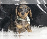 Small Photo #4 Dachshund Puppy For Sale in WARSAW, IN, USA