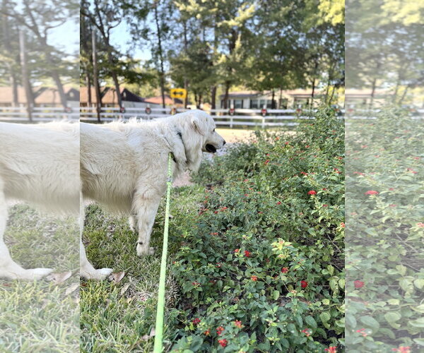 Medium Photo #4 Great Pyrenees Puppy For Sale in Spring, TX, USA