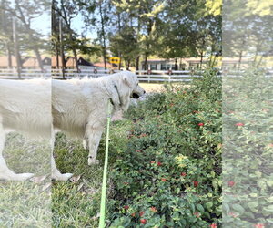 Sir Kingsley - Male Great Pyrenees Dog for Adoption - Photo #4