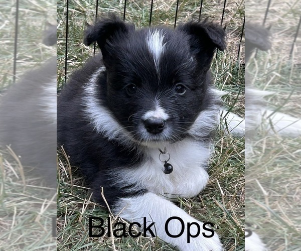 Medium Photo #2 Border Collie Puppy For Sale in CAMAS, WA, USA