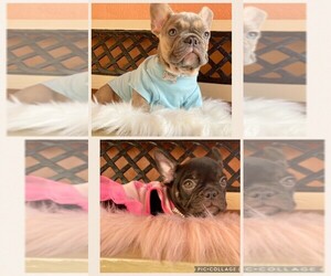 French Bulldog Puppy for sale in ORLANDO, FL, USA