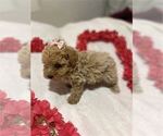 Small #1 Poodle (Toy)