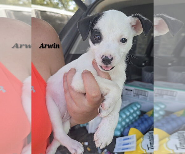 Medium Photo #1 American Pit Bull Terrier-Jack Russell Terrier Mix Puppy For Sale in Oakhurst, NJ, USA