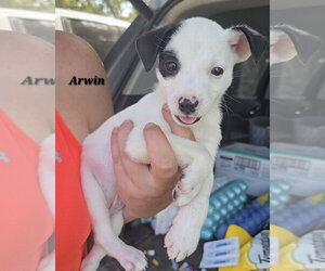 American Pit Bull Terrier-Jack Russell Terrier Mix Dogs for adoption in Oakhurst, NJ, USA