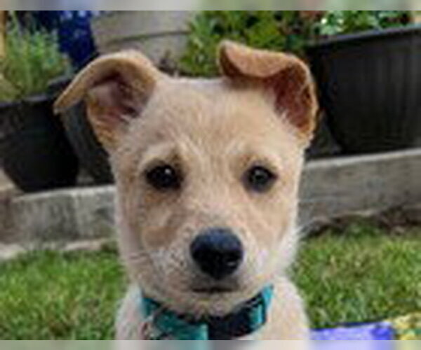 Medium Photo #4 Mutt Puppy For Sale in Fremont, CA, USA