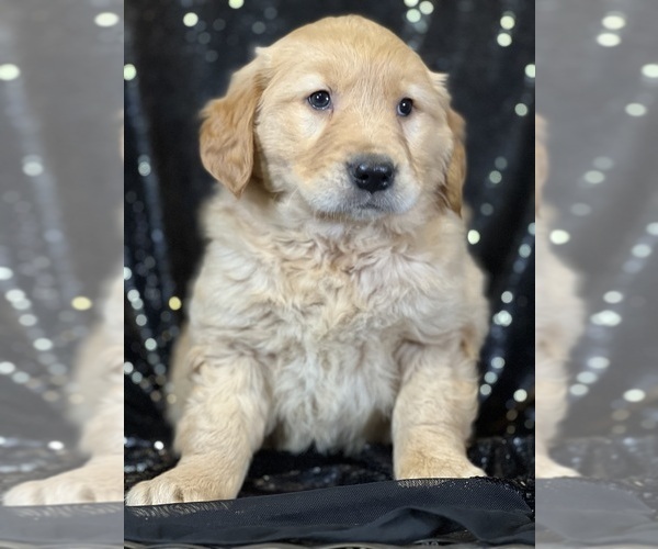 Medium Photo #1 Golden Retriever Puppy For Sale in FORT PLAIN, NY, USA